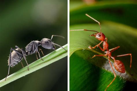 Red Ants Vs Fire Ants Whats The Difference