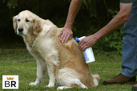 5 Best Dog Allergy Medications - Nov. 2024 - BestReviews