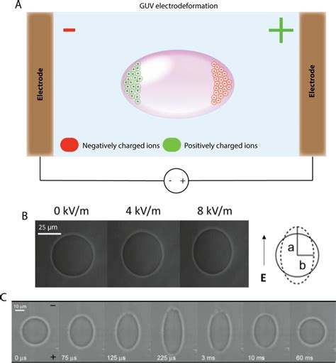 Electrodeformation Of Guvs A Schematic Representation Of An