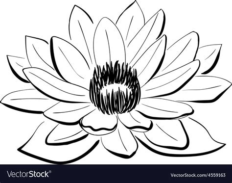 Black And White Lotus Flower Royalty Free Vector Image