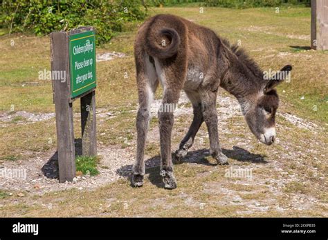 Donkeys Tail Hi Res Stock Photography And Images Alamy