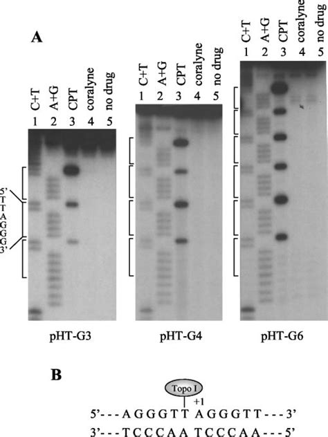 Sequence Analysis Of The Topo I Cleavage Sites On Glyrich Strand