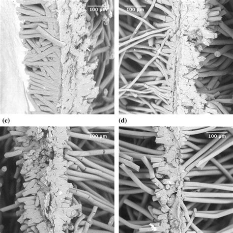 SEM Images Of The PS Fiber Mats Showing A Fused Layer After Cutting A