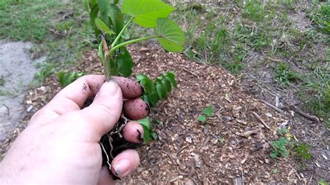 Growing Your Own Sweet Potato Slips Central Florida Vegetable Garden Zone 9b Youtube