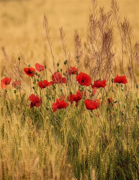 Pin di Марина Марина su доброе утро Papaveri Fiori di campo Paesaggi