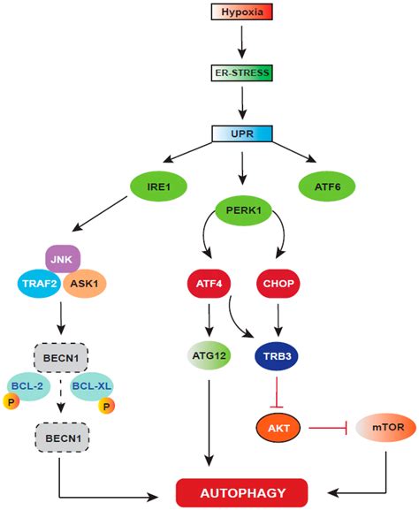 Ijms Free Full Text Hypoxia Induced Er Stress Response As An