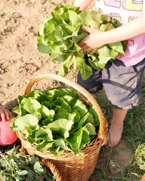 Mit Kindern ein kleines Gemüsefeld bewirtschaften urban gardening