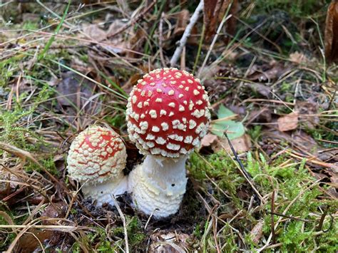 Amanita Muscaria Fliegenpilz Amanita Muscaria C Malgor Flickr