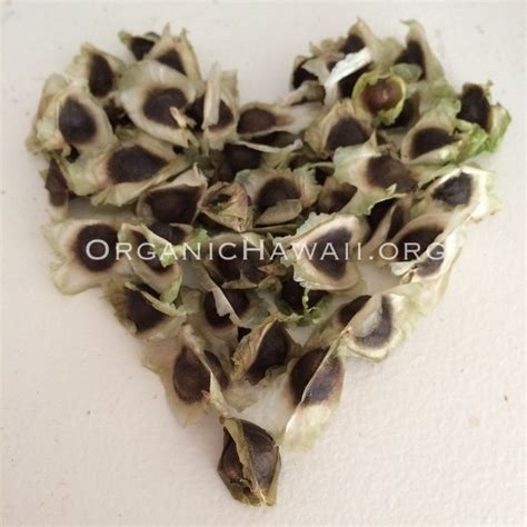 Moringa seeds (Heirloom) | Organic Hawaii