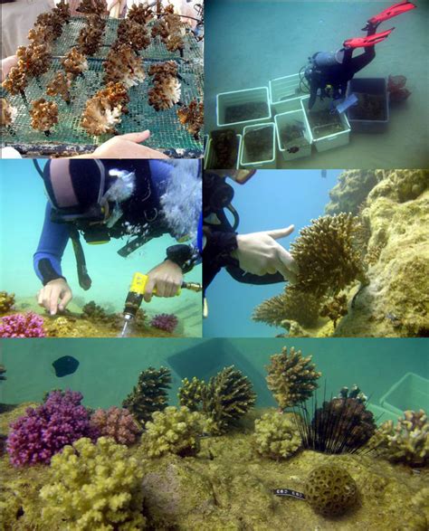 Restoration Resource Center Israel Coral Reef Restoration In The Gulf