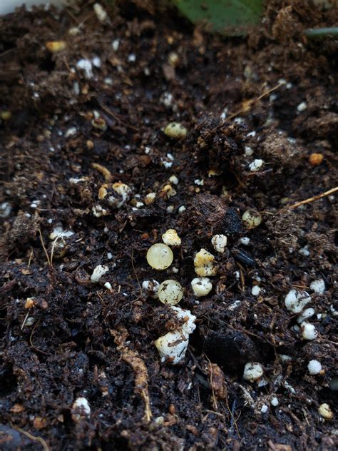 Are these insect eggs in my potting soil? : gardening