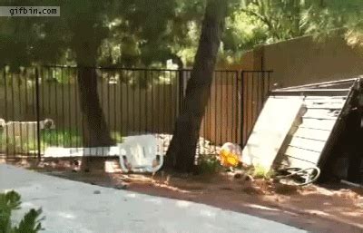 fence | GIF | PrimoGIF