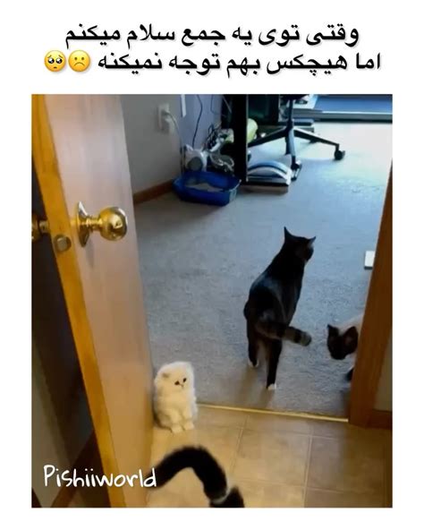 ‎دنیای پیشی ها 😻‎ ‎واقعا گفتhello؟🥹 کاش من اون طرف خط بودم😭 ️ حالا من