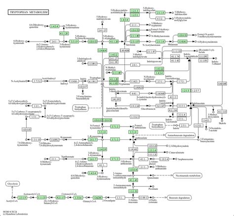 KEGG PATHWAY Tryptophan Metabolism Homo Sapiens Human