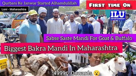 Biggest Bakra Mandi In Maharashtra Sabse Saste Mandi Wholesale Rate