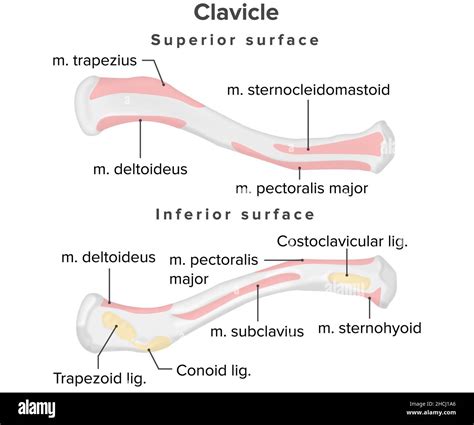 Clavicle Muscles