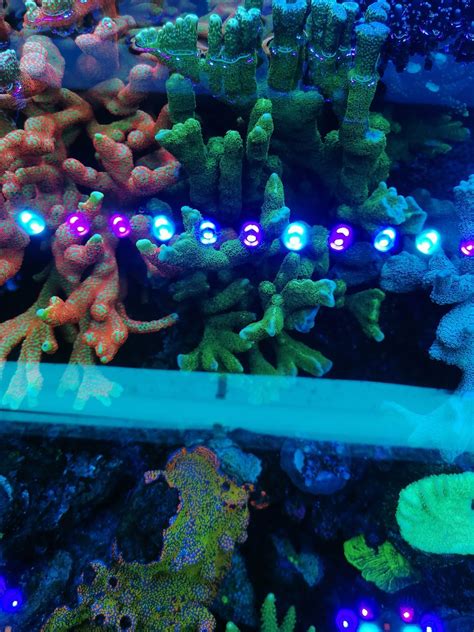 Koralowce Montipora Digitata Green Fluo Szczepki Akwarium Morskie