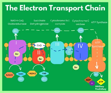 Electron Transport Chain Cheat Sheet | Content | MedAll