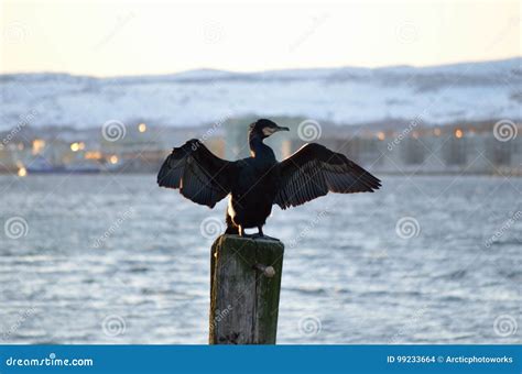 Big Black Cormorant Bird Spreading Its Wings To Get Warm Stock Photo