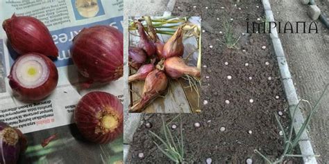 Cara Betul Tanam Sendiri Bawang Merah Bulan Dah Boleh Tuai Impiana