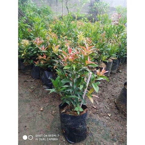 Jual TANAMAN HIAS PUCUK MERAH Shopee Indonesia