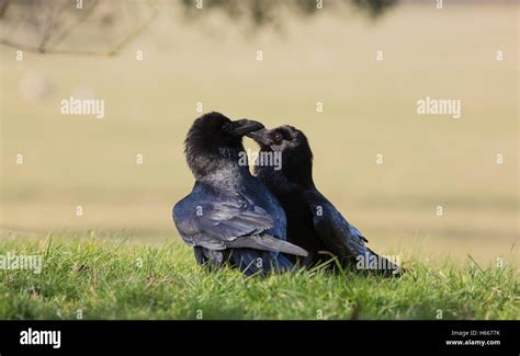 Ravens Breeding Pair Stock Photo Alamy