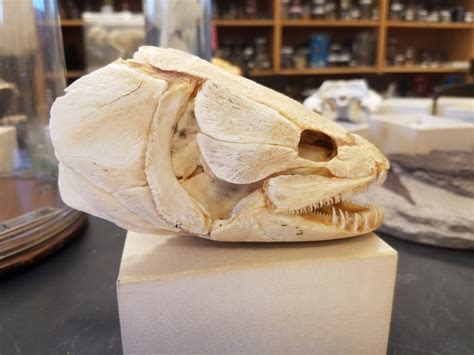 Bowfin Skull 2 Diagram Quizlet