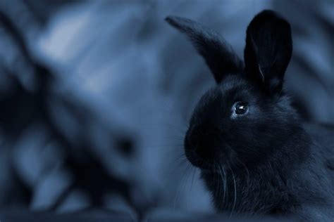 Night Vision Bunnies Discover Can Rabbits See In The Dark Angora