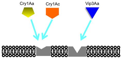 Cry1ac And Vip3aa Proteins From Bacillus Thuringiensis Targeting Cry