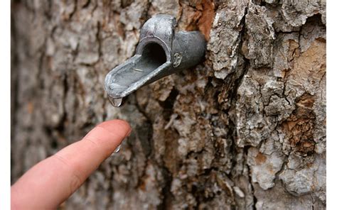 Maple Sap Running Blog Ross Tree Denver Colorado