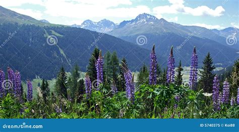 Swiss Alps in Summer stock image. Image of mountains, nature - 5740375