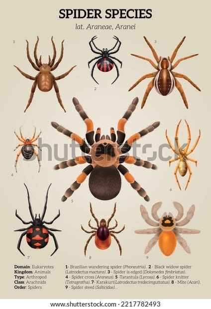 21,953 Spider Species Images, Stock Photos, 3D objects, & Vectors ...