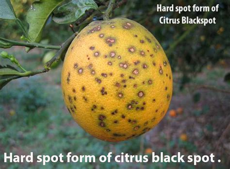 Citrus black spot | Warners Tree Surgery (480) 969-8808