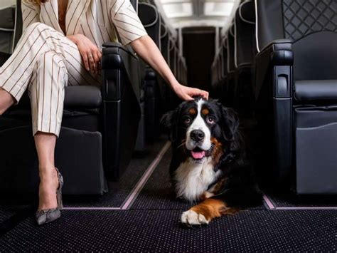 LATAM lista 10 dicas para quem vai viajar seu pet nas férias Aeroflap