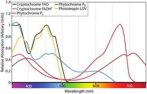 Absorption Spectra For Phytochrome Cryptochrome And Phototropin Download Scientific Diagram