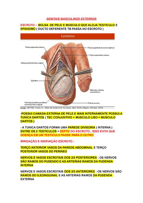 Genitais Masculinos Externos Anatomia Medica Ii Genitais Masculinos