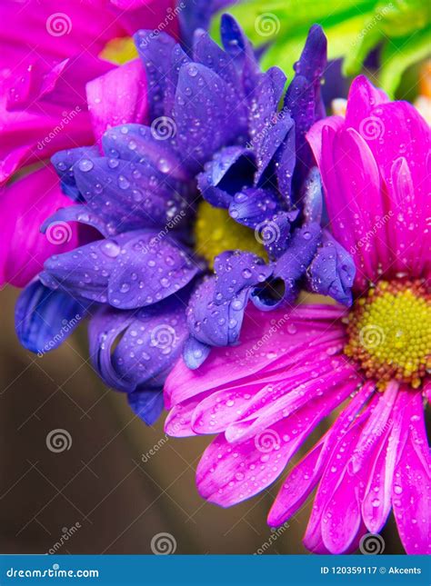 Close Up Of Vibrant Purple And Fuchsia Daisies With Water Drops On The