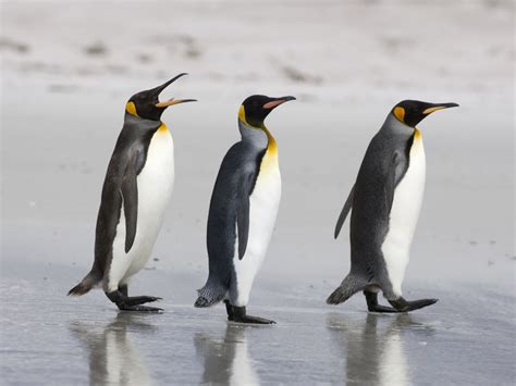 King Penguins Wallpapers - 3D HD Wallpapers