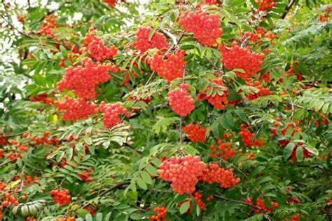 Arbuste à baies rouges pour apporter une touche de couleur au jardin