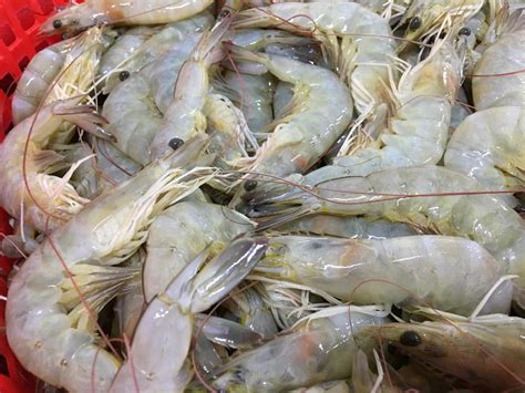 Frozen Raw Hoso Vannamei Prawn