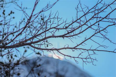 Fotos gratis paisaje árbol naturaleza rama montaña nieve frío