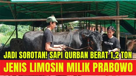 Jadi Sorotan Sapi Kurban Jenis Limosin Hitam Berat 1 2 Ton Milik