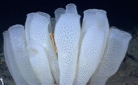 What Is The Difference Between Sponges And Protozoa Pediaacom