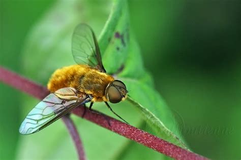 Photo Nature Lilliputienne Macrophotographies Villa Sp