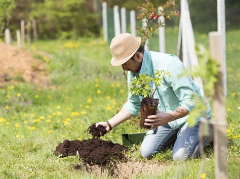 Considerations Before Planting Fruit Trees Seed Bright Freak