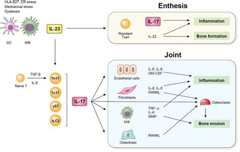 Schematic Overview Of The Role Of Il And Il In Spa Dendric Cells