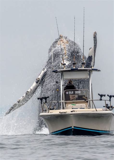 Incredible Footage Shows Humpback Whale Jump Out Of The Sea Next To Fishing Boat - SnapMyTales