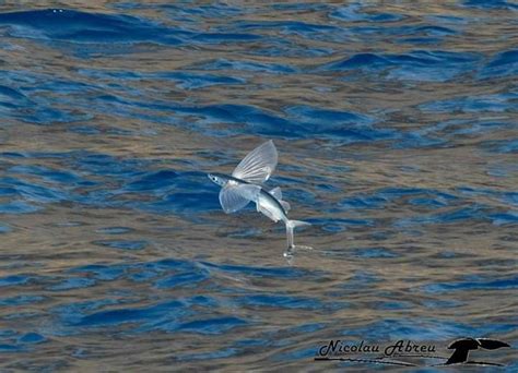 Beloniformes Exocoetidae Peixe Voador Flying Fish Em Arte