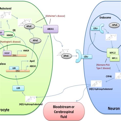 PDF Cholesterol Homeostasis Imbalance And Brain Functioning