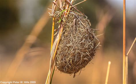 Quelea Red Billed Quelea Quelea Nest Luangwa Zambia World Bird Photos